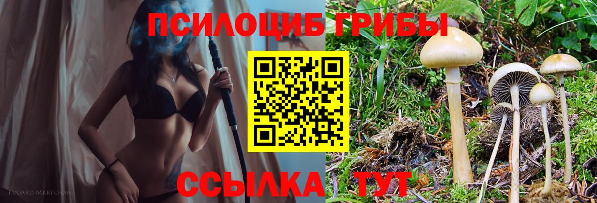 Галлюциногенные грибы Psilocybe Полысаево